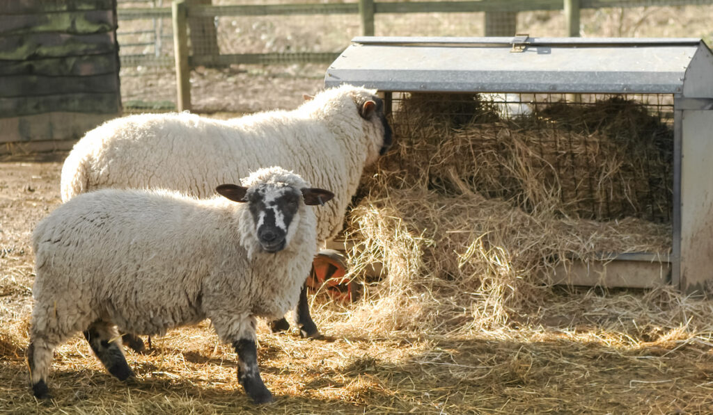 sheep feeding hay on the farm