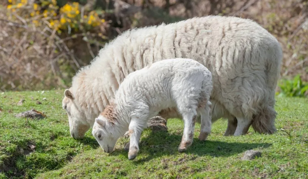 mother sheep and baby sheep grazing