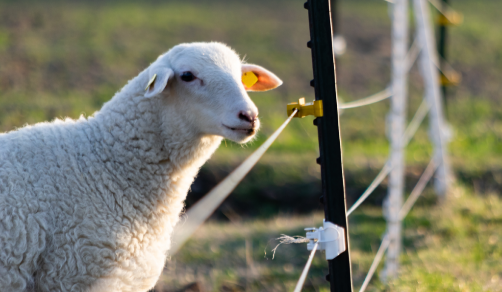 sheep in a field near an electric fence
