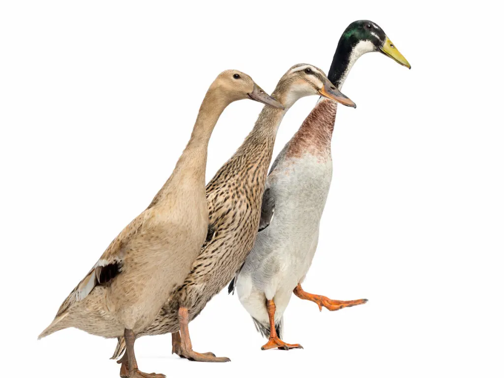 side view of three Runner Ducks on white background 