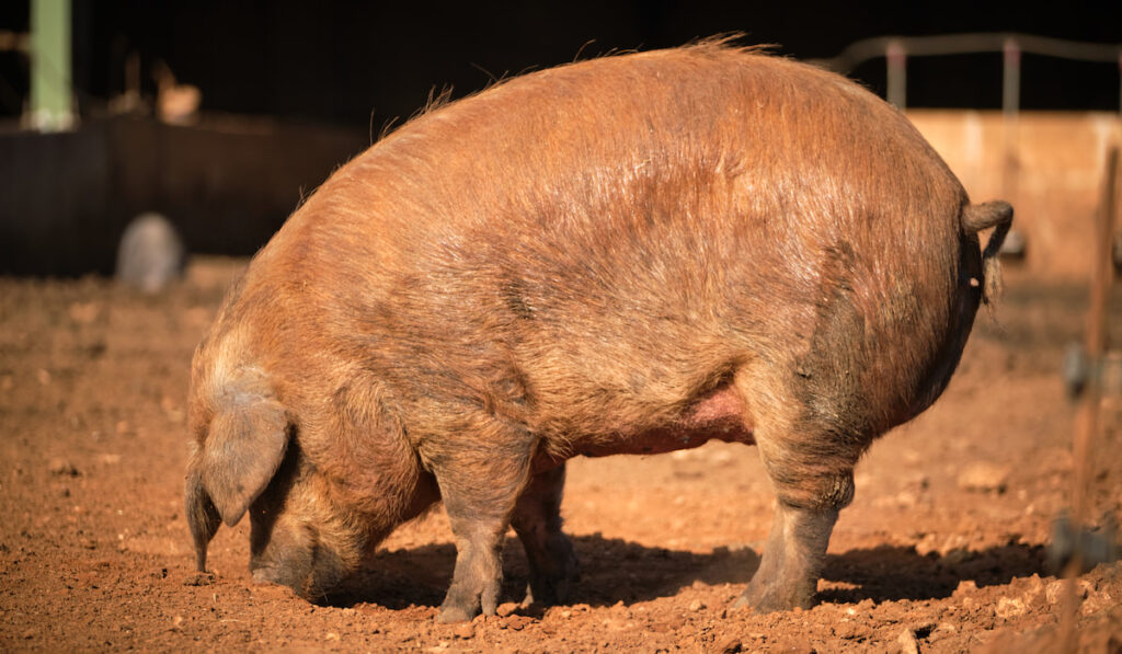 sideview of Domestic pig with brown fur on farm 