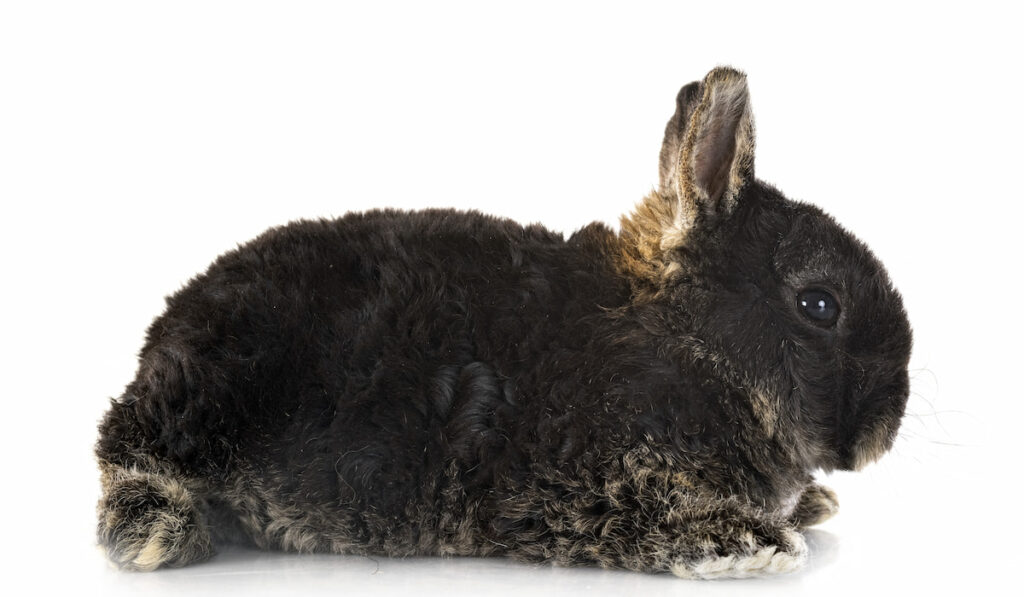 sideview of Rex rabbit in studio on white background
