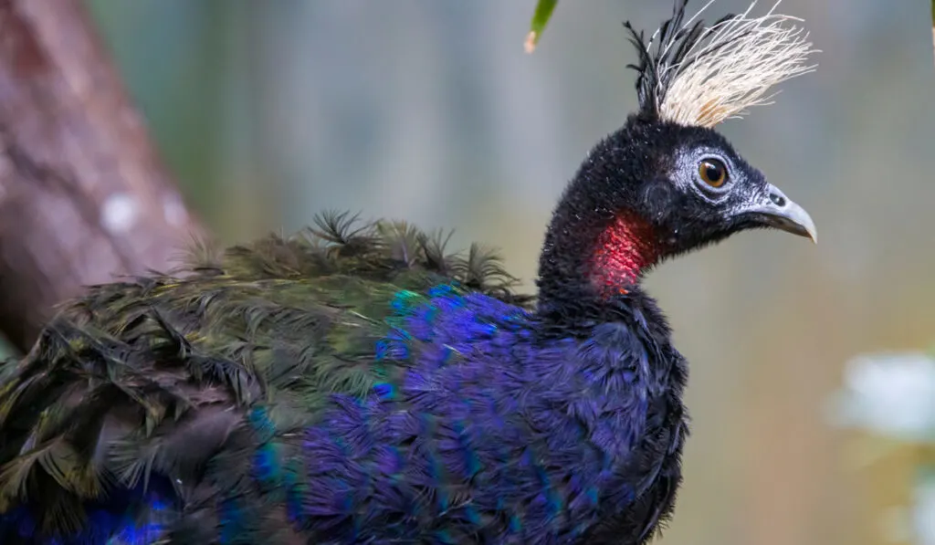 sideview of male congo peafowl species 