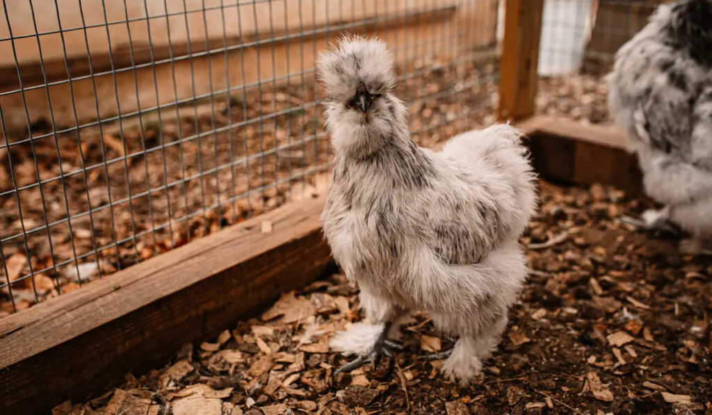 silkie chicken inside wire fence