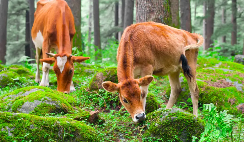 Mini cows