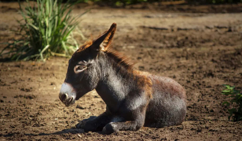 small donkey resting in the farm