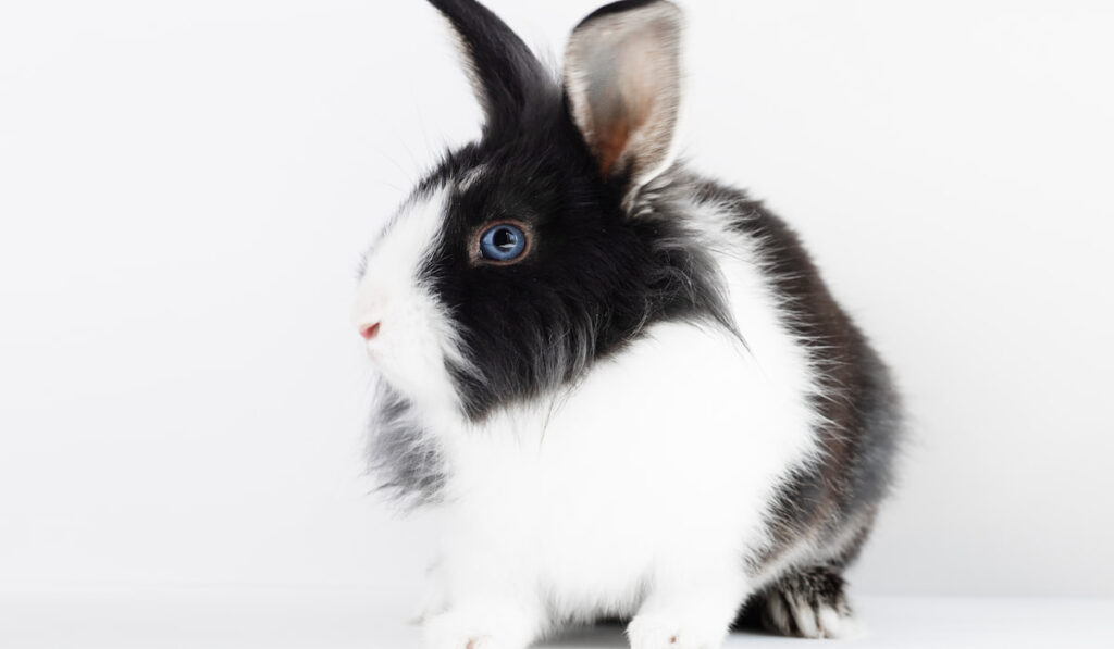 small dutch rabbit breed black and white color on white background