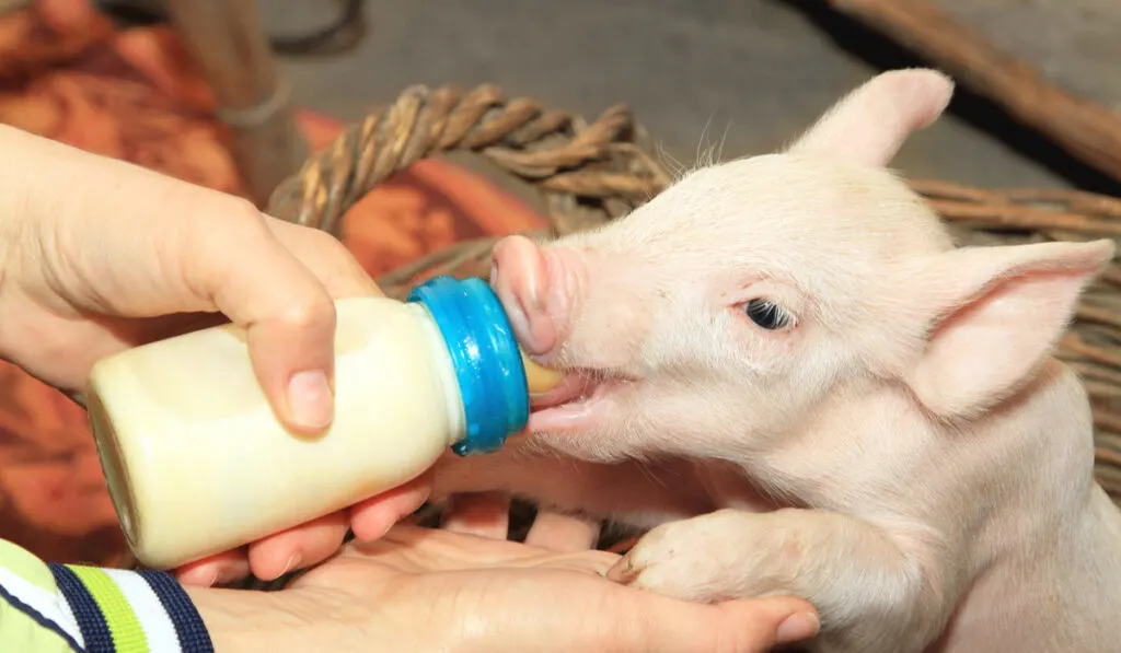 small piglet feeding milk using baby bottle 