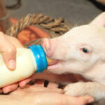 Can Piglets Drink Cow Milk?