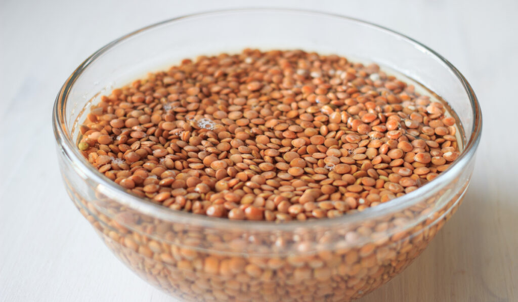 soaking brown lentils in a bowl with water 