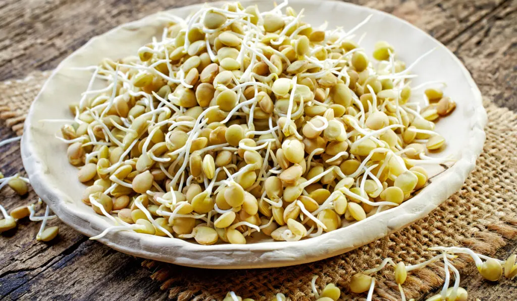 sprouted lentil seeds on white plate 