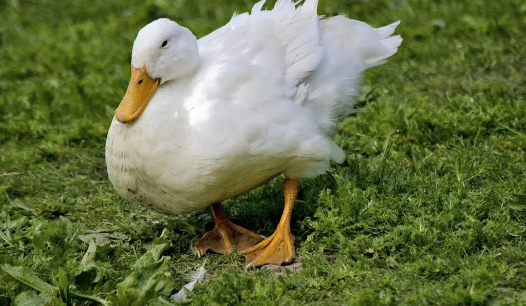 standing Aylesbury Duck on green grass