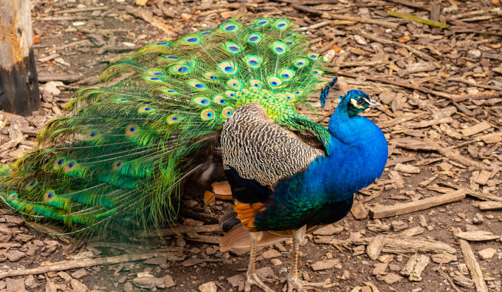 standing beautiful peacock in the forest