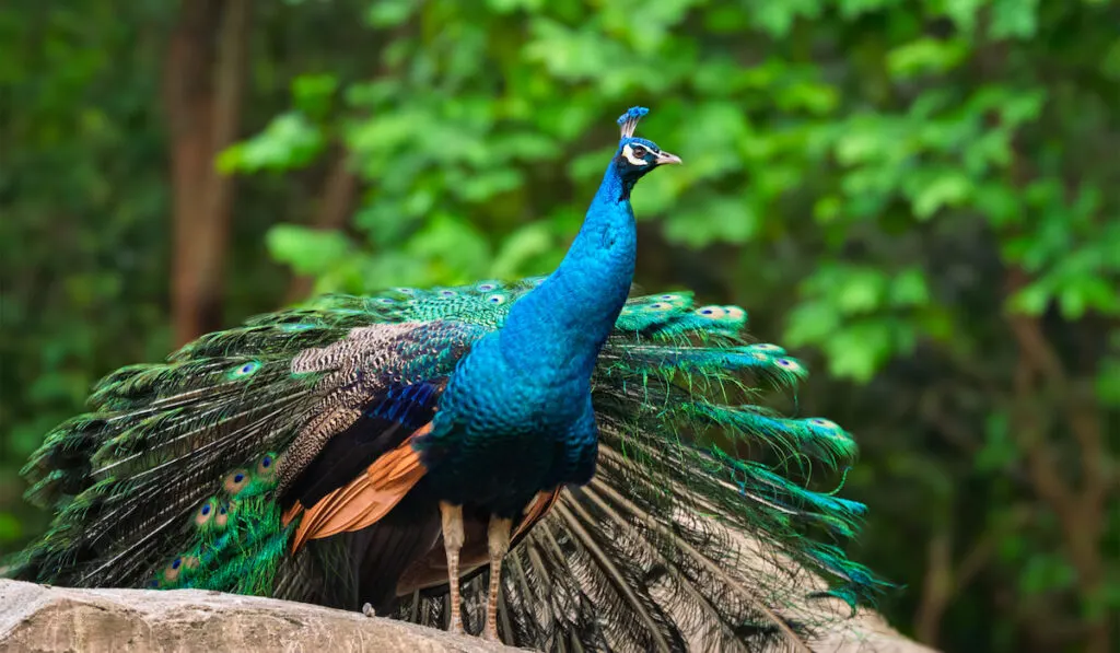 standing beautiful peacock in the forest 