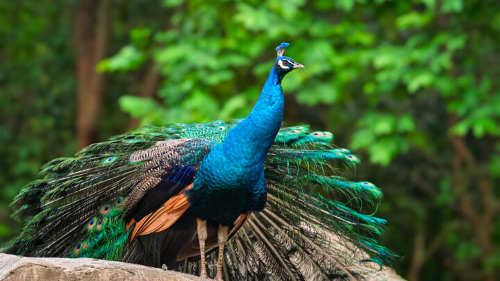 standing-beautiful-peacock-in-the-forest