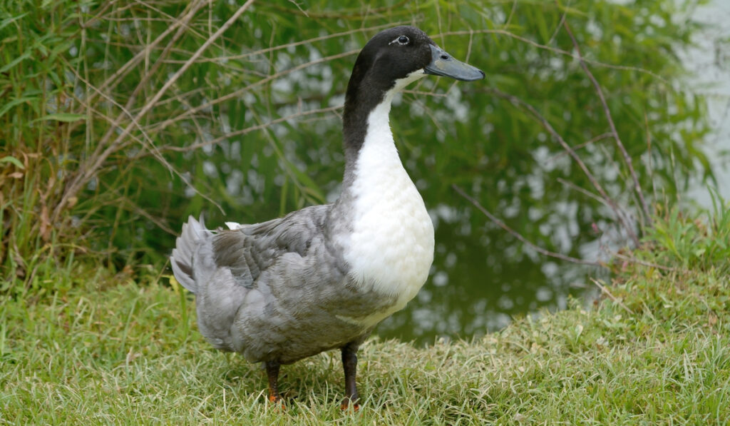 swedish blue duck in the backyard