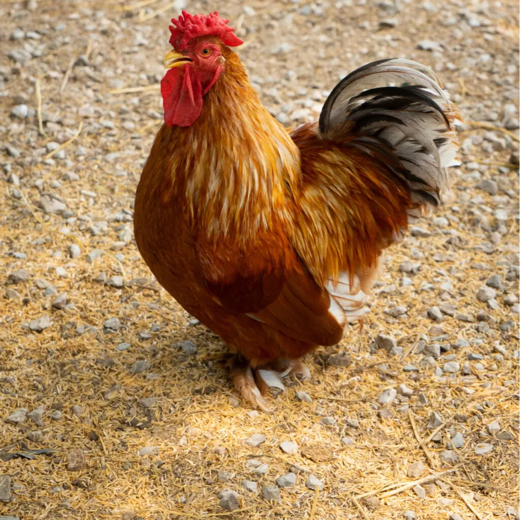 standing mini red Cochin Bantam 