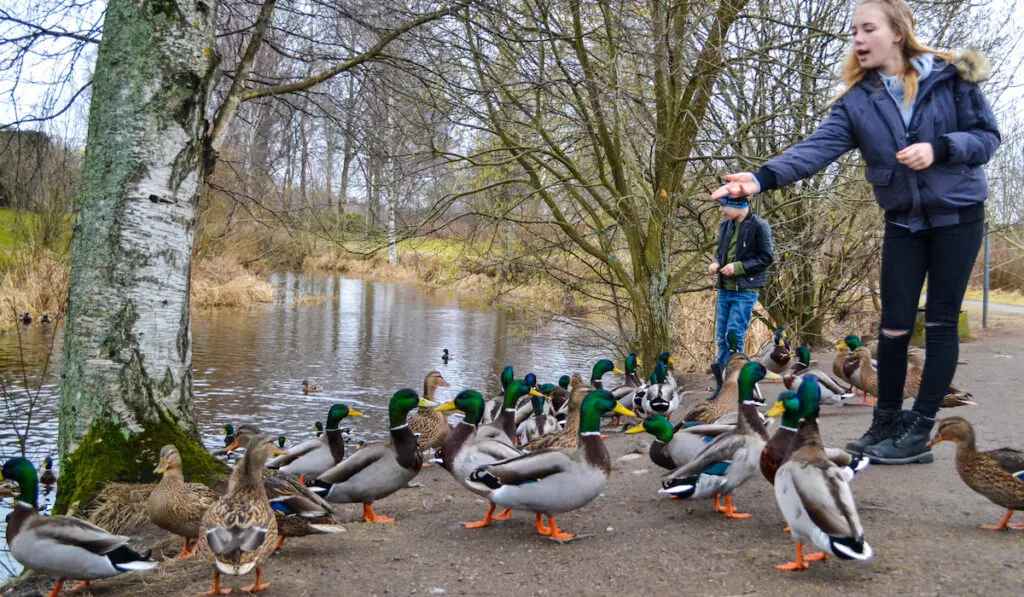 teenager girl and by feeding group of ducks near pond