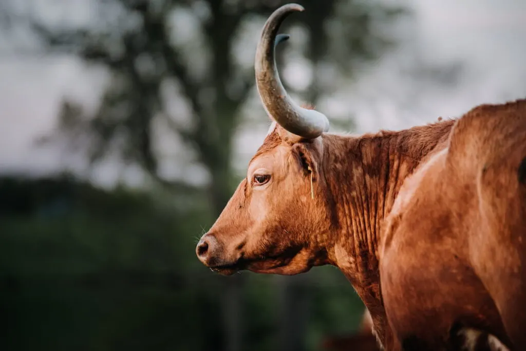 texas longhorn cow