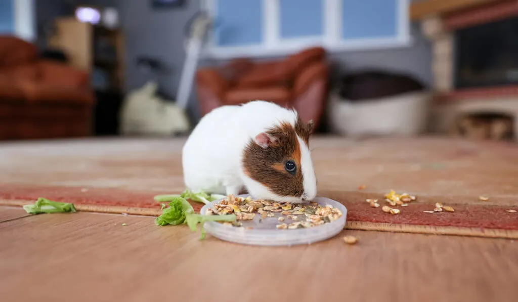 Guinea pig farming for food sale