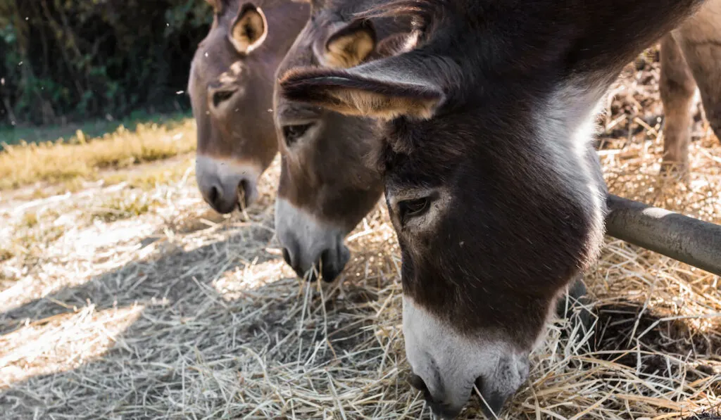 three Hinny Donkeys in fence eating grass