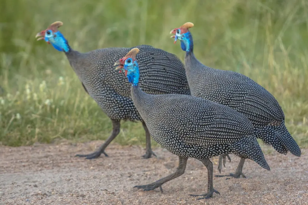 three helmeted guinea fowl