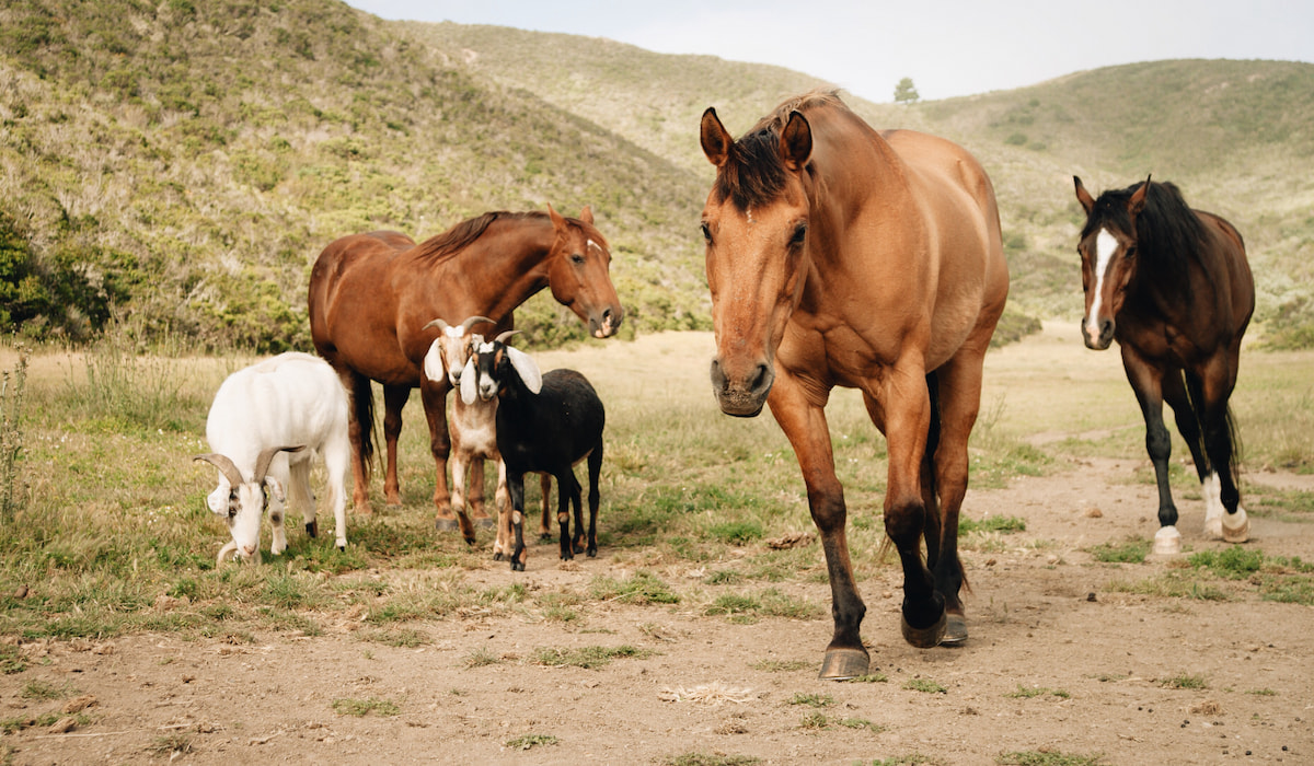 Can Goats and Horses Live Together? - Farmhouse Guide