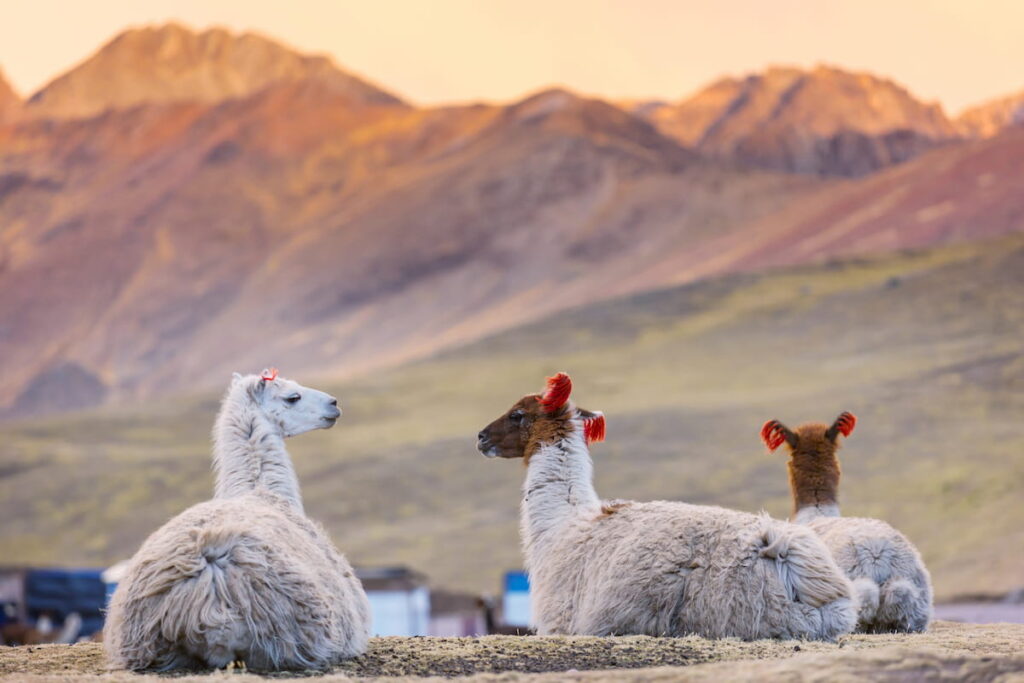 three llamas seating on ground