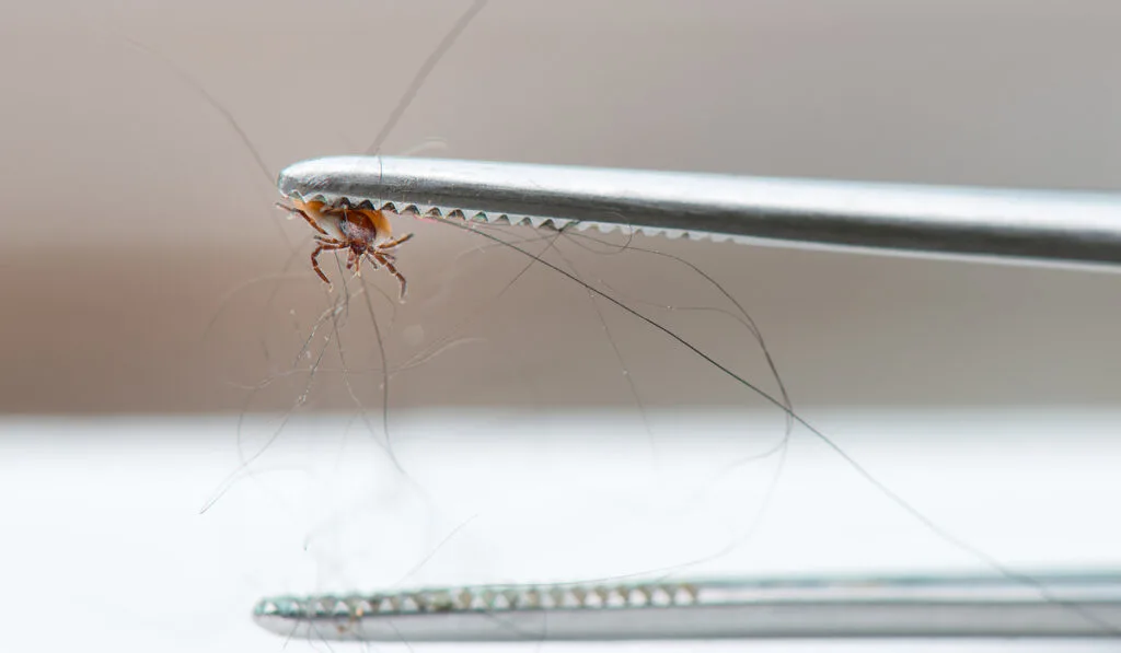 tick removed using a Tweezer