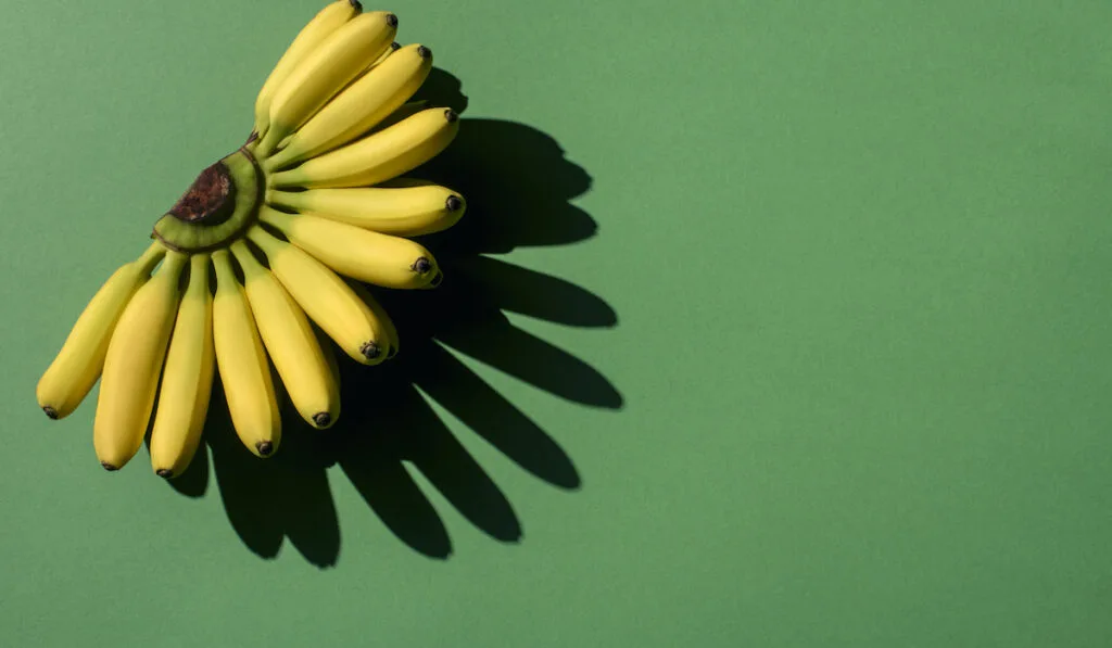 top view of bunch of fresh ripe bananas on green background