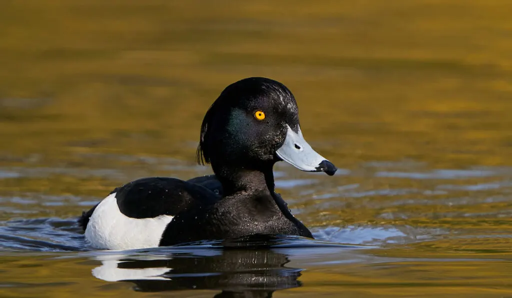 tufted duck swimming in a pond 