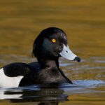8 Beautiful Black and White Duck Breeds