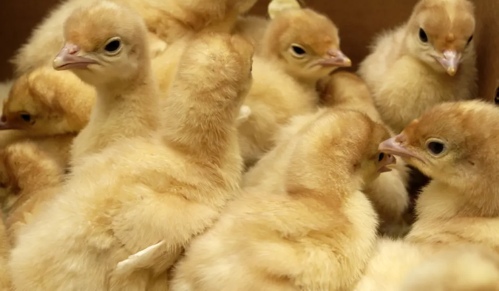 turkey chicks inside a box