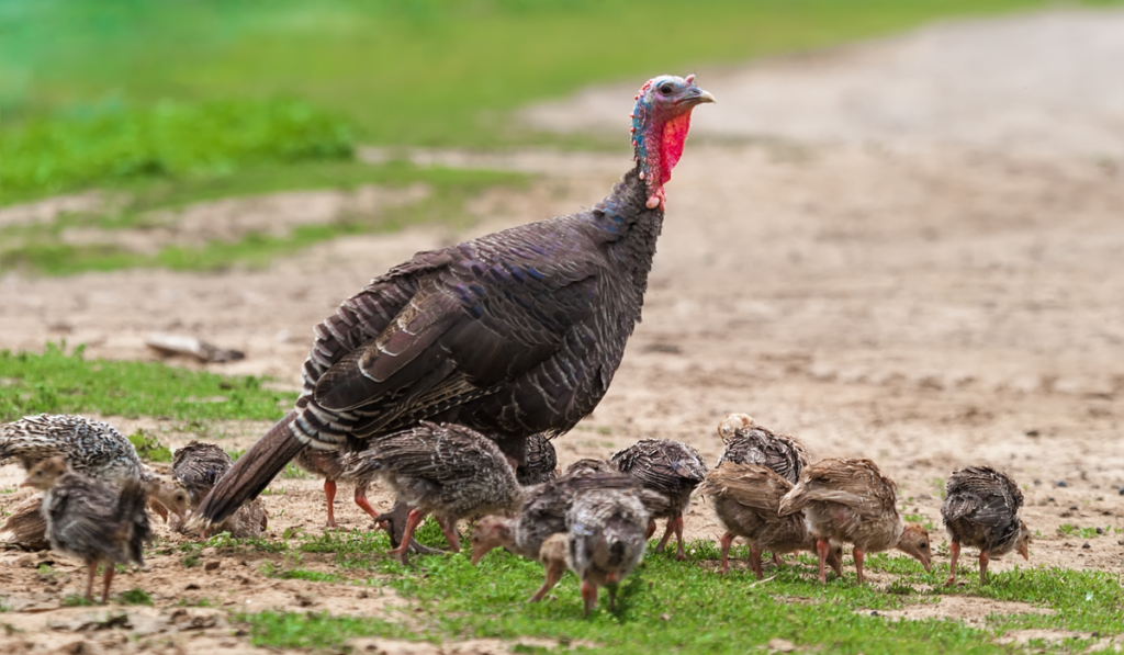 Mother Turkey and baby turkeys foraging 