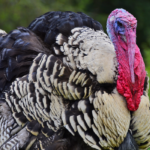 What Fruits Can Turkeys Eat?