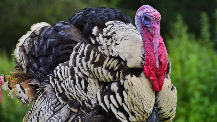 turkey-on-a-blurry-background