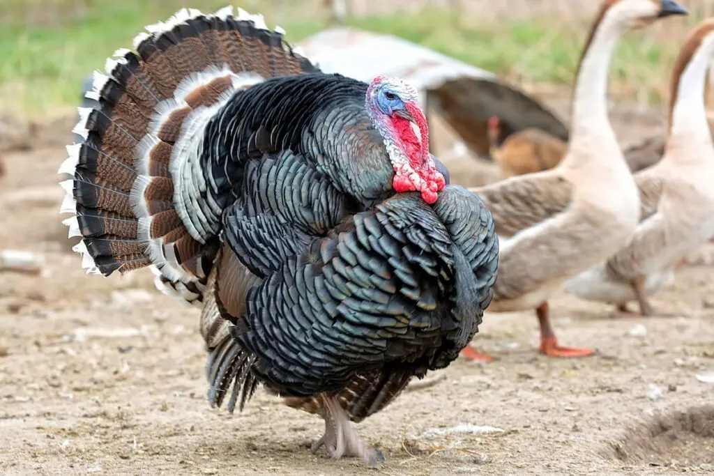 turkey on the farm