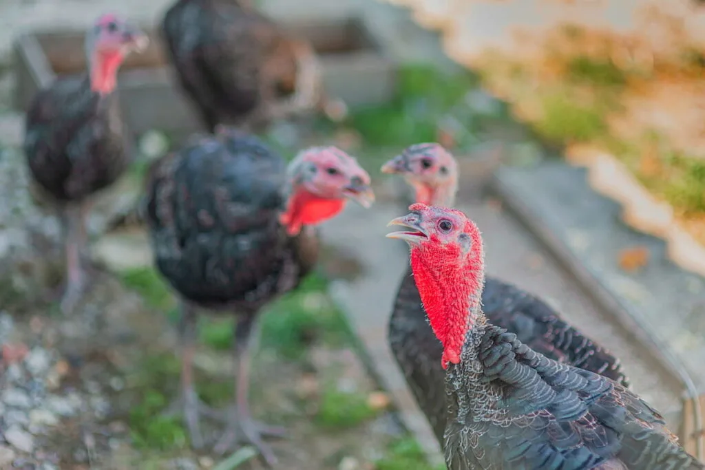 turkeys on the farm 