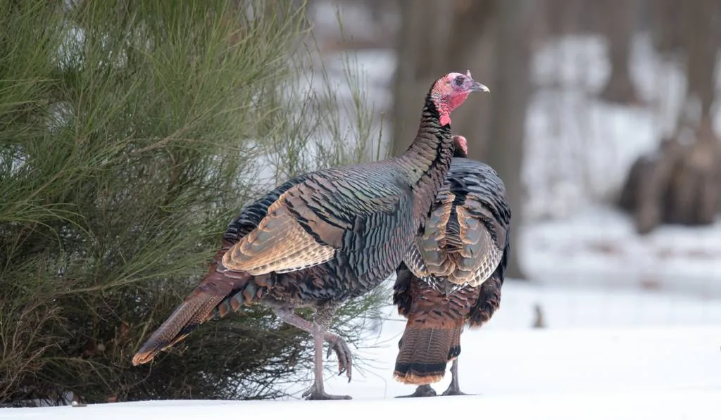  turkeys walking together on a winter