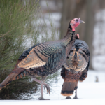 What Temperature Is Too Cold for Turkeys?