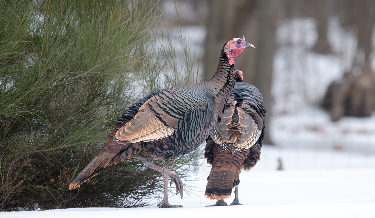 Which Two Breeds Make Blue Slate Turkey