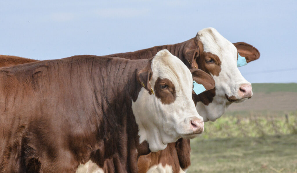 two Australian Braford Cattle sideview closeup