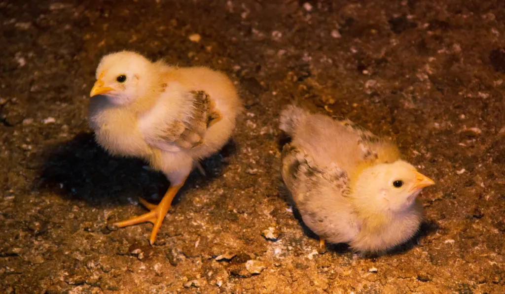 two Chicken baby that is one week old