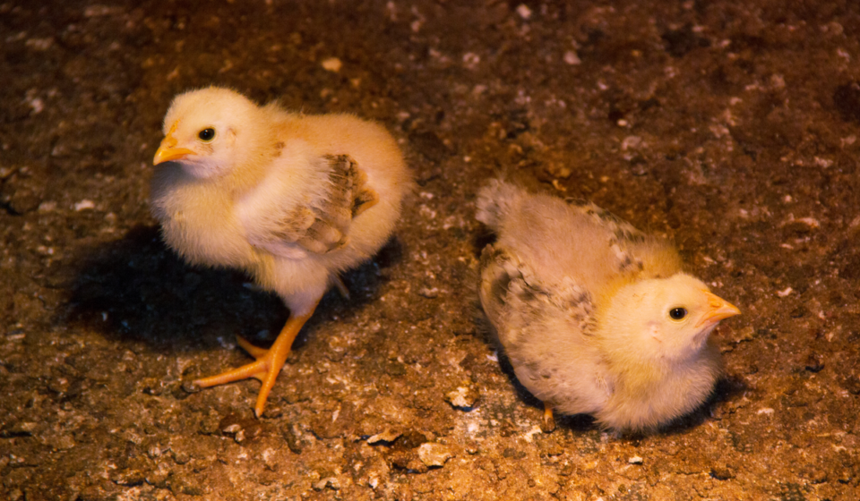 Ultimate Guide to Raising Baby Chicks - Farmhouse Guide