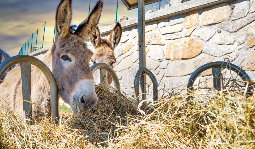 two donkeys eating hay 