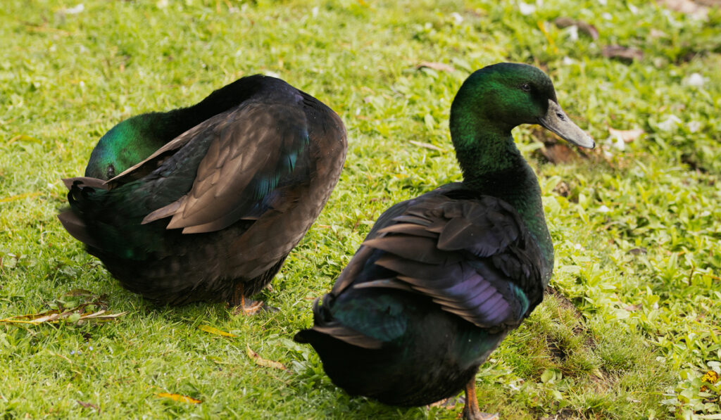 two East Indie Ducks resting on meadow 