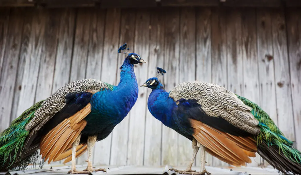 peacocks mating