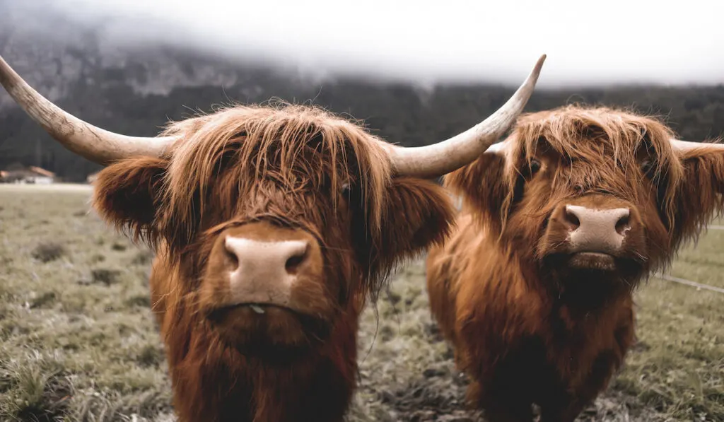 two Scottish Highland Cows on pasture 