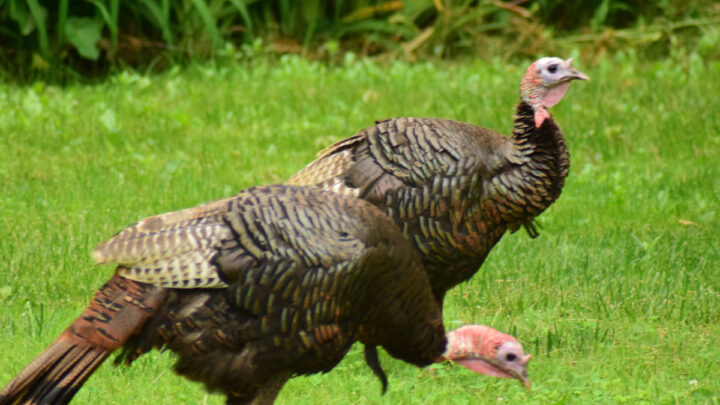 two-Turkeys-walking-finding-food