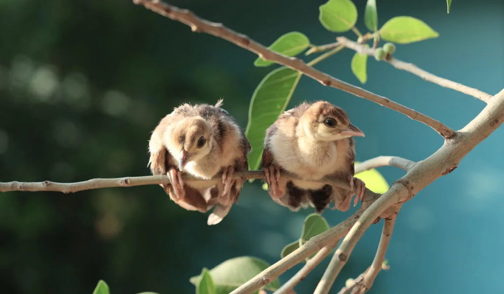 two baby peacock on tree branch